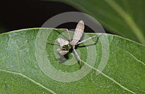 Close up praying mantis