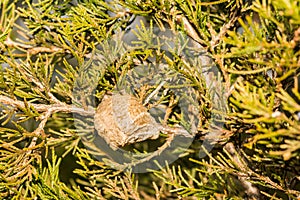 Praying Mantis Ootheca