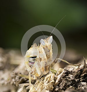 Close up of a Praying Mantis