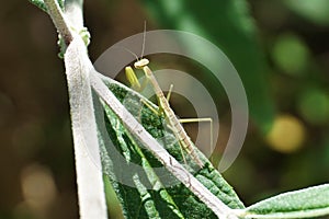 Close up of praying mantis insect