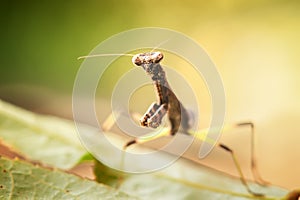 Close up of praying mantis insect