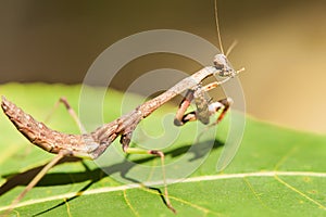 Close up of praying mantis insect