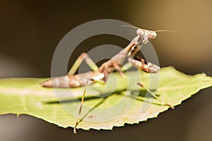 Close up of praying mantis insect