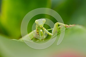 Close-up of a praying mantis on a leaf;