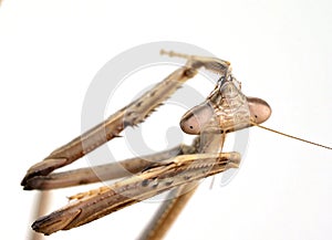 Close Up Of Praying Mantis On White Background