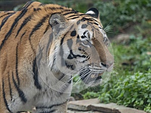 Close up of a predatory amur tiger`s face