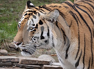 Close up of a predatory amur tiger`s face