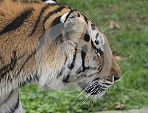 Close up of a predatory amur tiger`s face