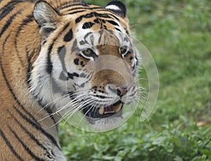 Close up of a predatory amur tiger`s face