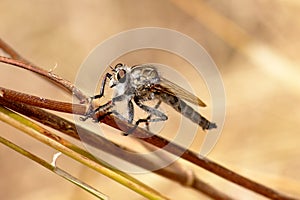 Close-up of a predatory fly laphria marginata