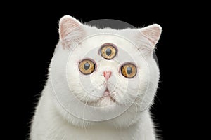 Close-up predictor Pure White Exotic Cat Head Isolated Black Background