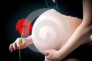 Close-up of a pregnant tummy with a red gerbera flower on a black background