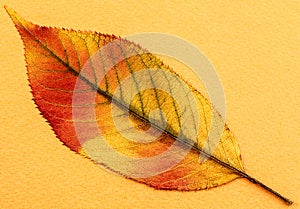 Close up of a pressed autumn leave.