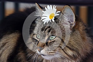 Close-up of a pretty brown Norwegian Forest Cat with a flower