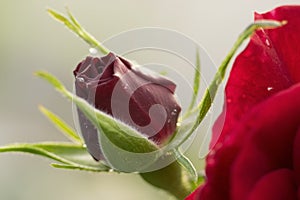 Close up a pretty bud of red rose