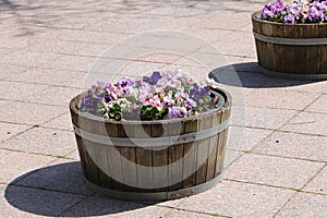 close up of Pretty colored pansies in a wooden tub for decoration on the patio