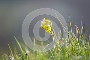 A close up of a pretty cowslip flower on a sunny spring morning, with a shallow depth of field