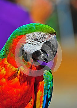 Close up Pretty Green head Macaw