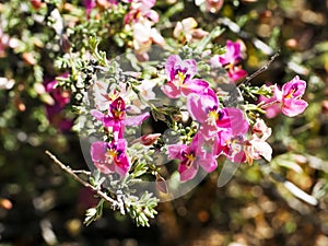 Close up of pretty pima rhatany flowers