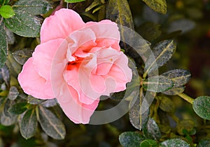 Close up of Pretty Pink Flowers of Azalea - Rhododendron Simsii with Green Leaves