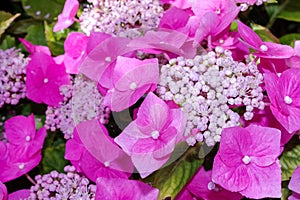 Close up of pretty pink Hydrangea flowers and sepals.