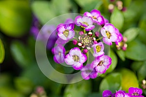 Close up of pretty pink, white and purple Alyssum flowers, the Cruciferae annual flowering plant photo