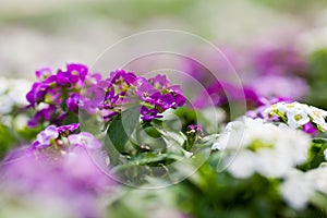 Close up of pretty pink, white and purple Alyssum flowers, the Cruciferae annual flowering plant