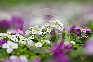 Close up of pretty pink, white and purple Alyssum flowers, the Cruciferae annual flowering plant photo