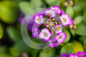 Close up of pretty pink, white and purple Alyssum flowers, the Cruciferae annual flowering plant photo