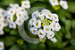 Close up of pretty pink, white and purple Alyssum flowers, the Cruciferae annual flowering plant