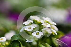 Close up of pretty pink, white and purple Alyssum flowers, the Cruciferae annual flowering plant