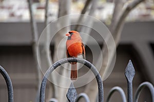 Close-up of pretty red cardinal bird sitting on decorative iron fence with its head turned sideways - blurred background