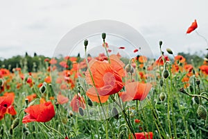 Close up of pretty red poppy flower in full bloom. Beautiful summer floral meadow