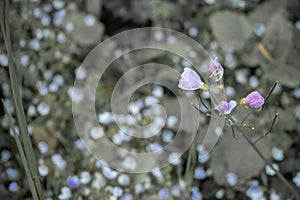 Close up pretty small violet flowers on blurred black and white background