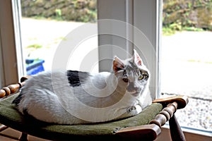 Close up of a white and black cat sat on a stool in front of a window