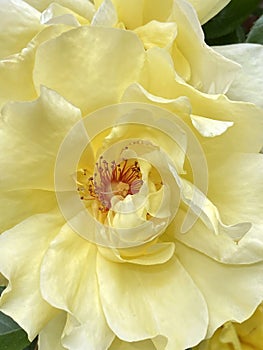 Close up Pretty Yellow Rose Flower With Big Petals