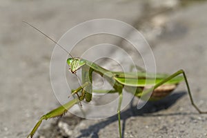 Close Up of a Preying Mantis Preening Itself