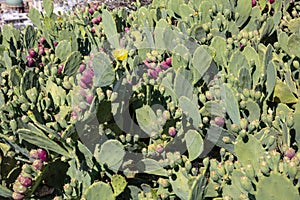 Close up of prickle pears fruits background