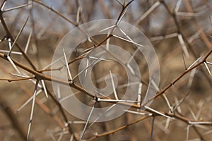 Close-up of prickly acacia thorns with no foliage