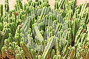 Close-up of a prickly cactus