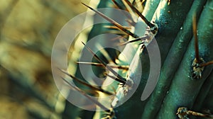 Close-Up of a Prickly Cactus Stem with Sharp Spines