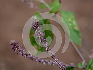 Vista de cerca de espinoso paja flor sobre el forma 