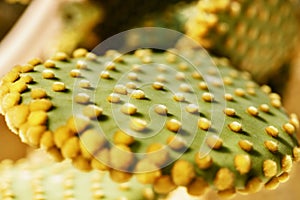 Close up of prickly pear cactus