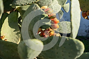 Close-Up Of Prickly Pear Cactus .