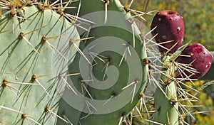 Close-up of Prickly Pear Cactus