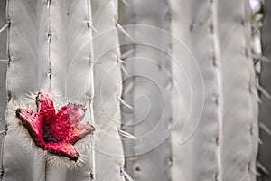 Close up of Prickly Pear Cactus in Bloom