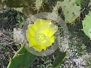 Close up of a prickly pear cactus bloom