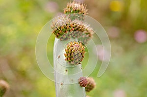 Close Up of Prickly Pear Cactus Budding in Spring