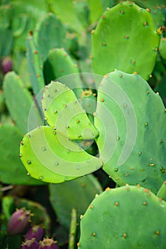 Close up of Prickly pear cactus or Indian fig opuntia