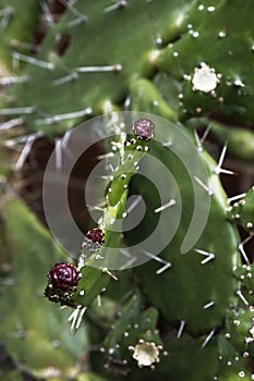 Close-Up of Prickly Pear Cactus Plant with Red Cactus Flower Buds